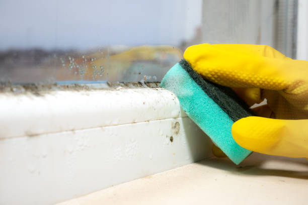 Mold Removal and Inspection in Chadds Ford, PA