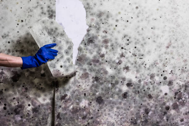 Best Mold Damage Repair  in Chadds Ford, PA