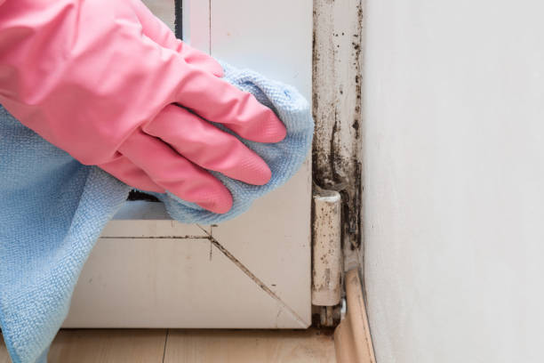 Best Residential Mold Removal  in Chadds Ford, PA